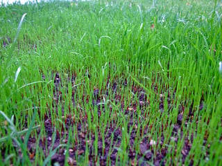 lawn-new-grass-seed-li758462grass-seed-dscf295[1].jpg